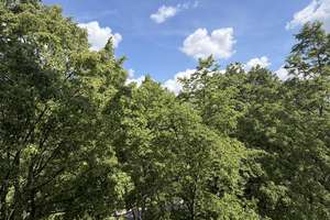 Erste Lage zur Spree, Balkon, hell, ruhig, zentral und grün – Galvanistr. 14, 10587 Charlottenburg, Berlin – Vorschaubild 22