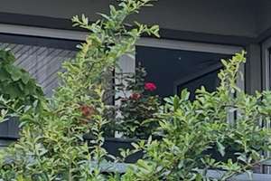 Gelegenheit in Top-Lage, großzügige 2,5 Zimmer in Aasee-Nähe – Boeselagerstraße 1, 48163 Mecklenbeck, Münster – Vorschaubild 16