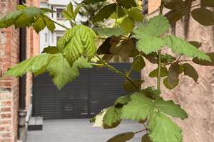 Ein echtes Juwel - riesige Terrasse,  vier großzügige Zimmer im neusanierten Altbau – Die vollständige Adresse der Immobilie erhältst du vom Anbieter., 70186 Gablenberg, Stuttgart – Vorschaubild 6