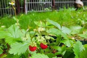 Property thumbnail 18