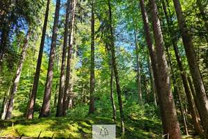 Einzigartiges Naturjuwel in den Allgäuer Alpen – anerkannte Alpe mit Wald- und Weideflächen – Die vollständige Adresse der Immobilie erhältst du vom Anbieter., 87538 Balderschwang – Vorschaubild 33