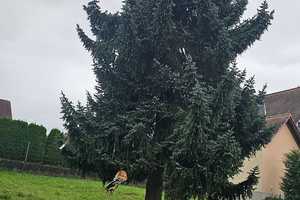 Ein ungewöhnliches Haus in ruhiger Lage – Limburg-Weilburg (Kreis) – Vorschaubild 22