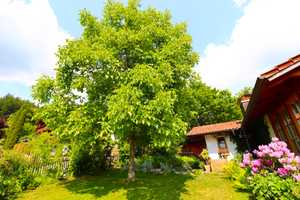 Perle der Natur Waldrandlage!! Mit Landhaus!!! – Günzburg (Kreis) – Vorschaubild 5