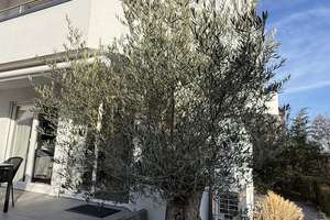 ++Stuttgart-Sillenbuch ++ traumhaftes Einfamilienhaus (DHH) mit Garten ++ moderne Ausstattung ++ – Die vollständige Adresse der Immobilie erhältst du vom Anbieter., 70619 Sillenbuch (Ortsteil), Stuttgart – Vorschaubild 9