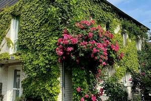 Top gepflegtes Haus*traumhafter Garten*zentrumsnah & naturverbundener Stadtteil Köln*3 Wohnkonzepte