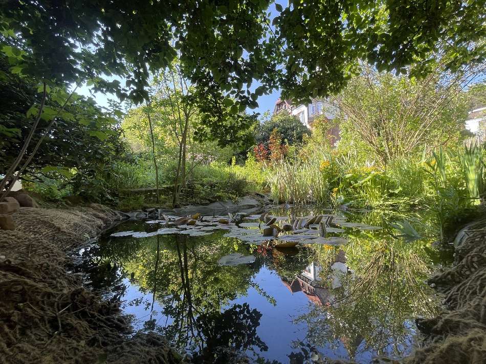 Teich Garten
