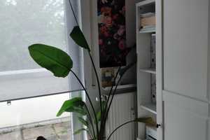 Reihenmittelhaus im Lindenviertel von Frankfurt Höchst – Frankfurt am Main – Vorschaubild 27