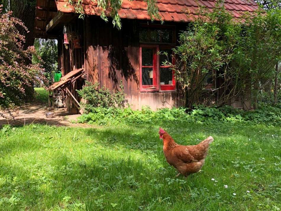 Hühnerhaus