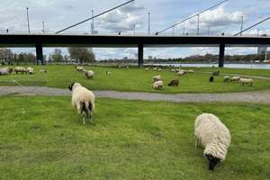 Property thumbnail 19