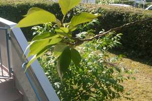 Sonnige, ruhige 4-Zimmer Gartenwohnung in Milbertshofen – Keferloherstr. 125, 80807 Milbertshofen, München – Vorschaubild 8