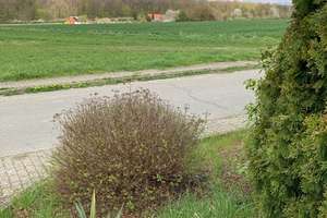 Einfamilienhaus Nähe Wolfsburg für die große Familie in Volkmarsdorf sehr naturnah – Gänskamp 1, 38464 Groß Twülpstedt – Vorschaubild 3
