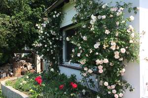 Von Privat - Freistehendes EFH in DU-Süd 'Am Heidberg' mit alt eingewachsenem Garten – Die vollständige Adresse der Immobilie erhältst du vom Anbieter., 47259 Ungelsheim, Duisburg – Vorschaubild 10