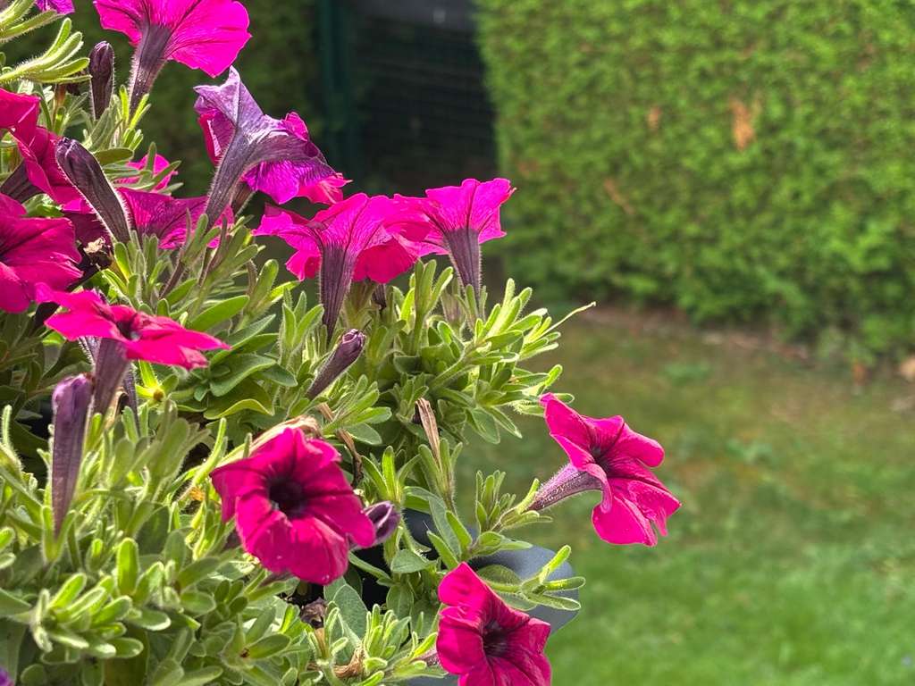 Immobilie in Schwabhausen - Charmante Doppelhaushälfte mit Garten in Schwabhausen - Bild 0