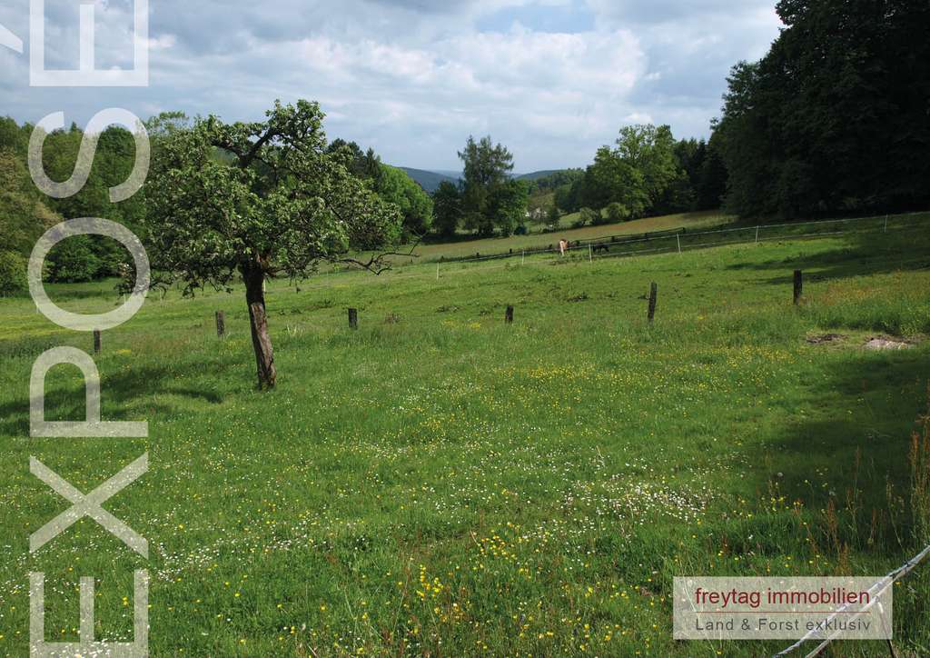 Immobilie in Bodenfelde - Landleben im Hochsolling: Hühner, Enten, Gänse, Pferde - Bild 2