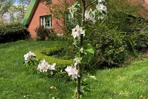 150 m² Bauernhaus-Wohnung mit großem Garten in ruhiger Lage bei Oldenburg - Pferdehaltung möglich – 27798 Hude (Oldenburg) – Vorschaubild 3