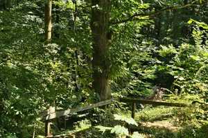 Künstlerhaus am/im Wald – Rhein-Neckar-Kreis – Vorschaubild 23