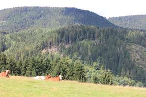 Top Häuschen  - 3 Zimmer+Bad+ große Wohnküche, gr.Gar. in Alpirsbach- Rötenbach – Die vollständige Adresse der Immobilie erhältst du vom Anbieter., 72275 Alpirsbach – Vorschaubild 14