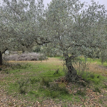 Rustikales Anwesen mit Olivenbäumen neben der N340