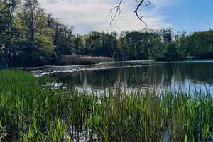 Charmantes Reiheneckhaus mit viel Liebe zum Detail – Wohnen am Dutzendteich – Oskar-von-Miller-Straße 61, 90478 Dutzendteich, Nürnberg – Vorschaubild 8