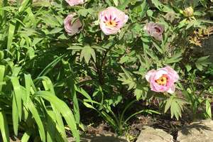 Property thumbnail 19