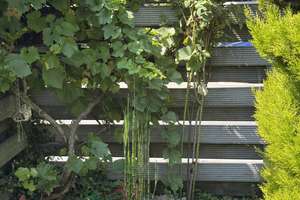 Gepflegte Doppelhaushälfte mit schönem Garten in ruhiger Lage von Lindau-Zech – Die vollständige Adresse der Immobilie erhältst du vom Anbieter., 88131 Lindau (Bodensee) – Vorschaubild 26