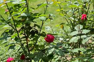 Property thumbnail 14