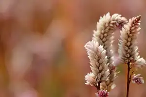 Ihre Ruheoase: Exklusives Traumhaus mit Gartenidylle – Recklinghausen (Kreis) – Vorschaubild 1