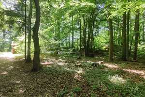 Wochenendhaus Lindhorster Heide - Kleinod im Wald auf Pachtgrundstück – Harburg (Kreis) – Vorschaubild 14