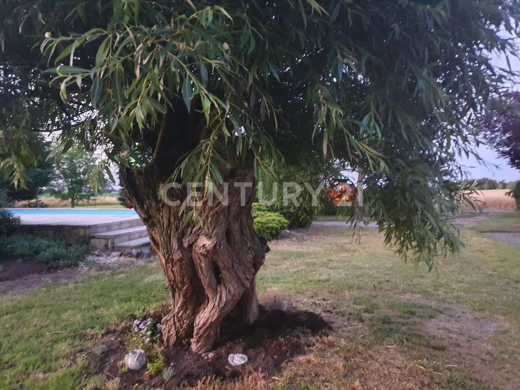 Immobilie in Südliches Anhalt - Ländliches Wohnidyll mit vielseitigen Nutzungsmöglichkeiten - Bild 4