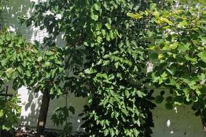 Krefeld - City/ schöne 2 Zi. Whg. im EG mit Sonnen-Terrasse und Garten – Die vollständige Adresse der Immobilie erhältst du vom Anbieter., 47798 Stadtmitte, Krefeld – Vorschaubild 13