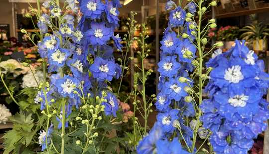 Bild von Interessantes Abriß Grundstück / 2-4 FMH in ruhige Lage