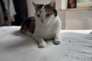 Zwischenmiete (2Monate) mit Katzenbetreuung ab Sept – München – Vorschaubild 8