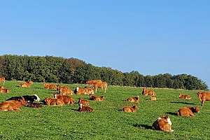 TOP Gelegenheit ! Landwirtschaftlicher Hof inkl. ca. 8,5 ha Ländereien – Die vollständige Adresse der Immobilie erhältst du vom Anbieter., 42399 Langerfeld-Beyenburg, Wuppertal – Vorschaubild 5