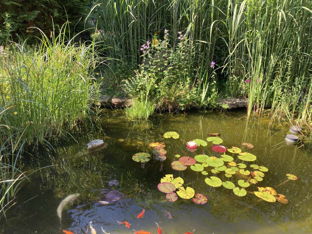 Immobilie in Speicher - Gepflegtes Einfamilienhaus mit Garage in Speicher - Bild 1