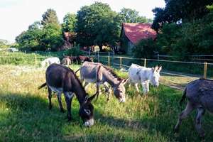 Leben auf dem Land - mit Platz für Tiere, Träume und Tradition – Die vollständige Adresse der Immobilie erhältst du vom Anbieter., 31600 Uchte – Vorschaubild 24