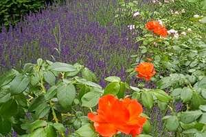 Property thumbnail 13