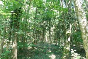 Traumhaftes Grundstück mit Bauernhaus, ca. 7 ha Wald, Teich und Nebengebäude – Parchim (Kreis) – Vorschaubild 28