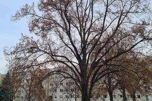 WOHNEN am VOLKSGARTEN. SINGLE-(T)RAUM. PARTERRE. LAMINAT. EINBAUKÜCHE möglich. Bad mit WANNE & WC – Die vollständige Adresse der Immobilie erhältst du vom Anbieter., 4347 Schönefeld-Ost, Leipzig – Vorschaubild 13