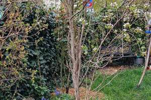 Ruhige Erdgeschosswohnung mit einmaligem Garten in zentraler Lage in der Unterwiehre – 79100 Unterwiehre-Süd, Freiburg im Breisgau – Vorschaubild 13