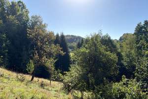 Handwerkerobjekt mit 2.829 m² Grundstück, Werkstatt und viel Potenzial im Bayerischen Wald – 94538 Fürstenstein – Vorschaubild 31
