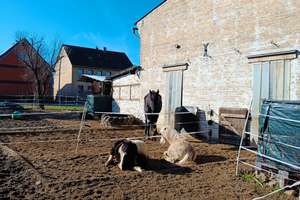 Wohnen & Pferdehaltung: Die perfekte Kombination... – 38259 Lobmachtersen, Salzgitter – Vorschaubild 21