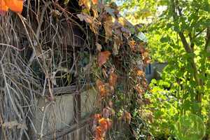 ** EIN-familienhaus Traum ** 5 Zimmer ** ca. 311 qm Grundstück ** Garten mit altem Baumbestand ** – Marloffsteiner Straße 82, 90411 Nürnberg – Vorschaubild 54