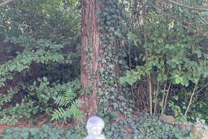 Eintreten und wohlfühlen, hübsches Einfamilienhaus mit zauberhaften Garten! – Buchenstraße 14, 6198 Bennstedt – Vorschaubild 63