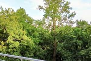 Zentrale, helle, ruhige 2-Zimmer Wohnung mit Balkon in grüner Parkanlage in Bogenhausen – Buschingstraße 45, 81677 Parkstadt, München – Vorschaubild 5