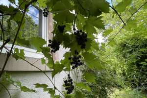 RESERVIERT -Charmantes Eck - Haus mit pittoreskem Naturgarten !Wir heißen SIE ❤️-lich Willkommen – Die vollständige Adresse der Immobilie erhältst du vom Anbieter., 69121 Handschuhsheim, Heidelberg – Vorschaubild 9