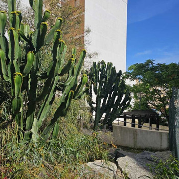 WOHNUNG MIT PANORAMABLICK AUF DIE BERGE LA LOBILLA, ESTEPONA