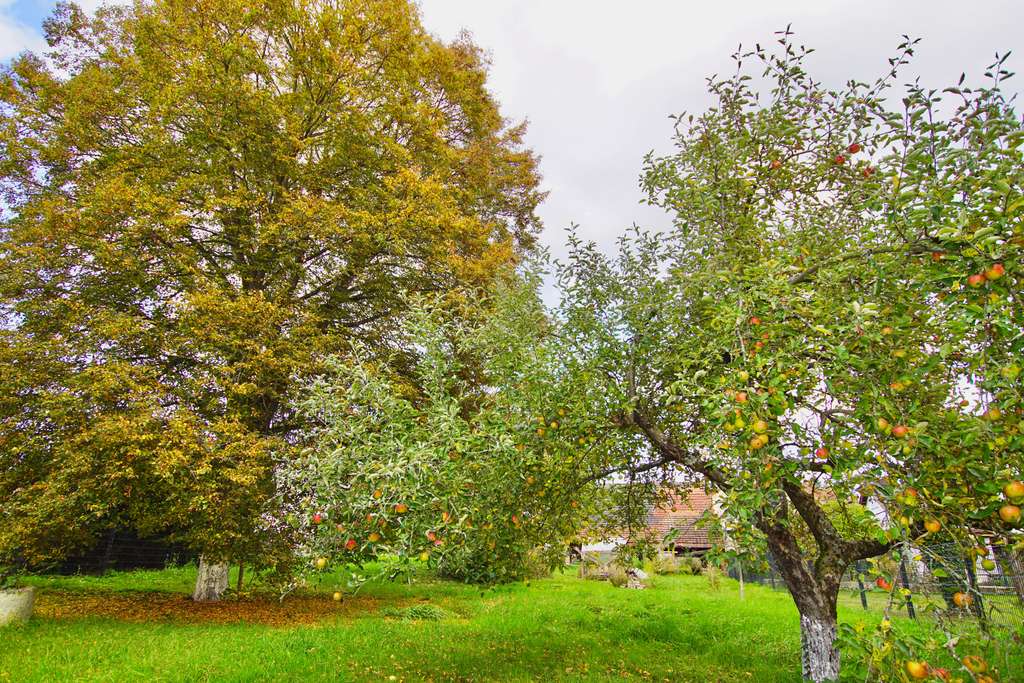 Immobilie in Schweppenhausen - Einfamilienhaus mit Entwicklungspotential in Schweppenhausen - Bild 3