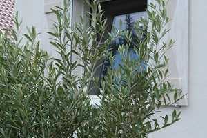 Kleines Einfamilienhaus mit Olivenbaum und Garten – Wohnen wie im Urlaub – Potsdam-Mittelmark (Kreis) – Vorschaubild 4