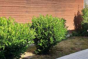 VON PRIVAT: Bungalow mit 3 SZ und Wintergarten in Ffm.-Hausen kurzfristig zu vermieten!! – 60488 Hausen, Frankfurt am Main – Vorschaubild 3