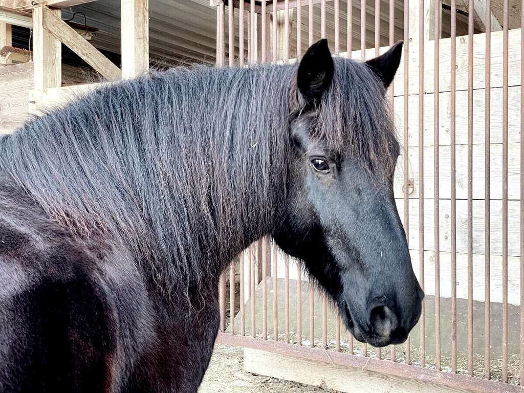 Immobilie in Kappelrodeck - Ausbaubares Bauernhaus mit Pferdestall auf 10.000 qm Grund mit Blick ins Achertal und zu den Vogesen - Bild 4